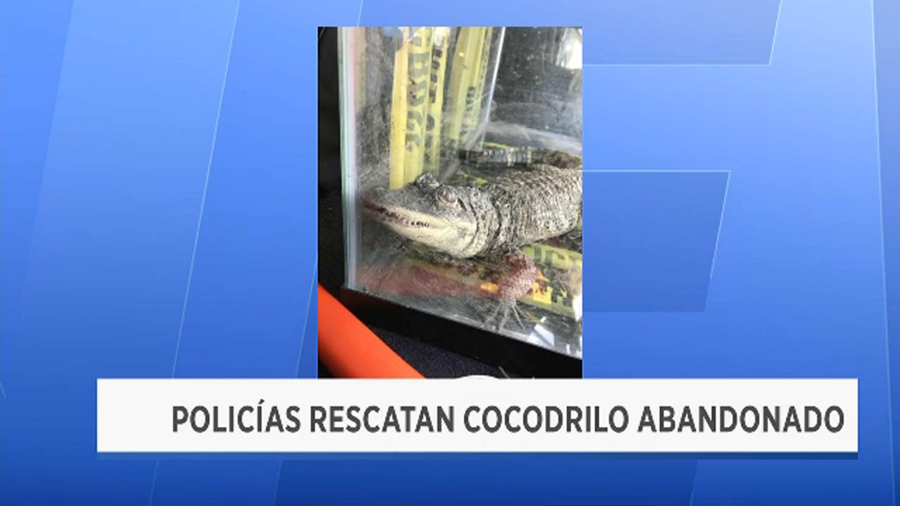 A alguien se le olvidó su mascota en un parque en Queens: un cocodrilo