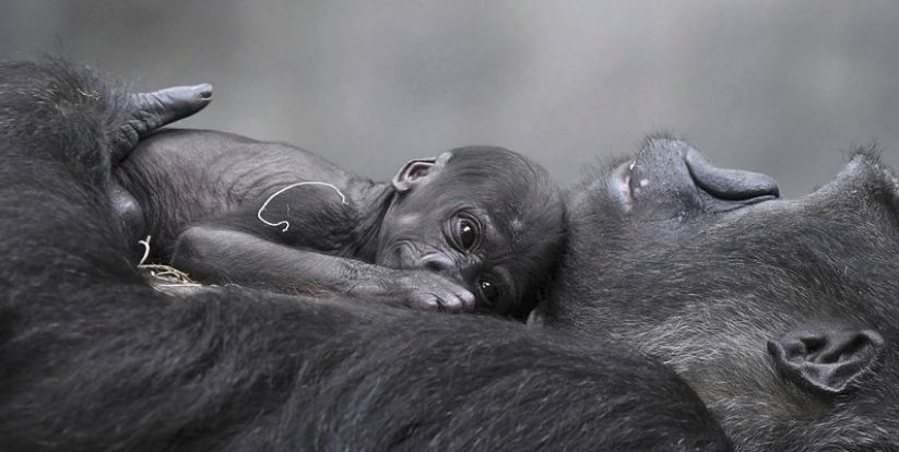 Ali. Foto: Jim Schulz/Chicago Zoological Society via AP.