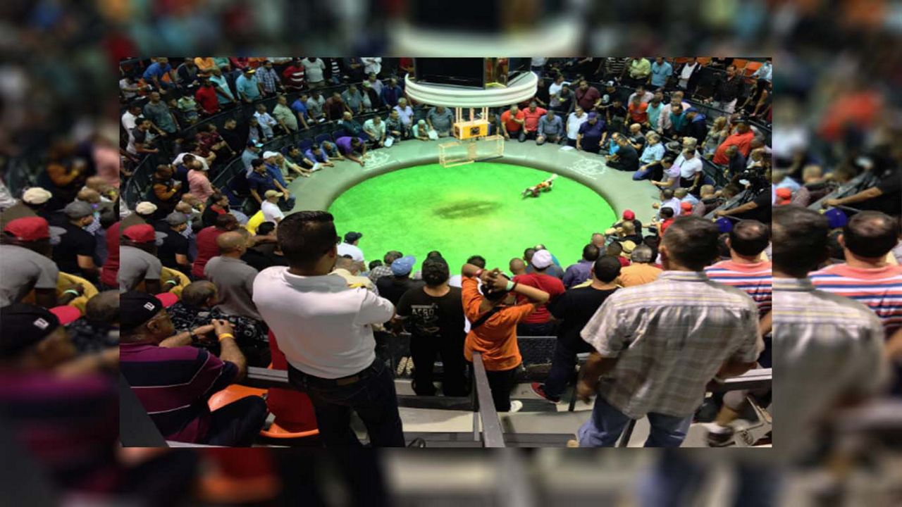 Peles de gallos en Puerto Rico. Foto: Club Gallístico de PR.