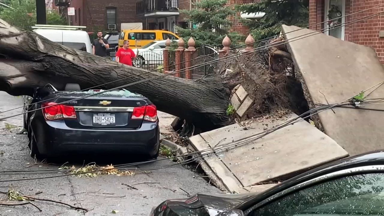 Wind gusts during Isaias brought down thousands of trees in NYC. 