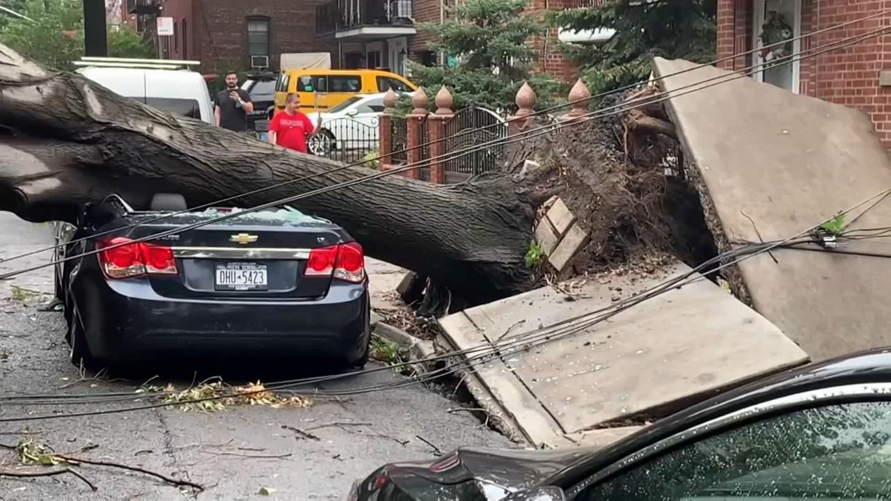 Understanding Wind Speed and Tree Stability: How Strong Winds