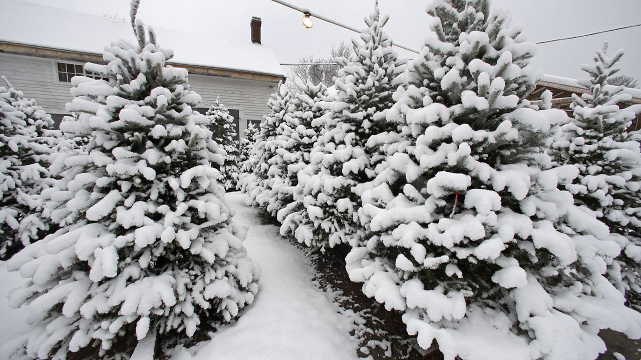 Christmas trees laden with freshly fallen snow are displayed for sale at Boston Hill Farm, Wednesday, Dec. 11, 2019, in North Andover, Mass. (AP Photo/Elise Amendola)