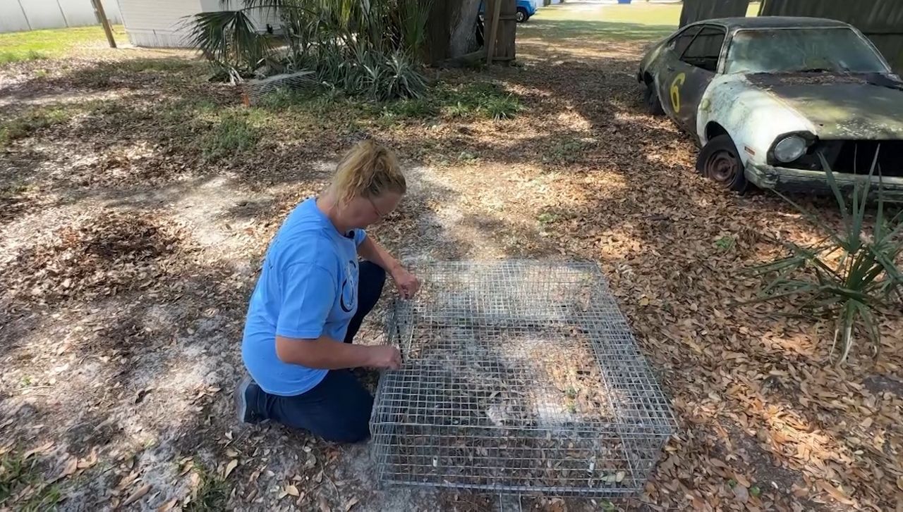 Lakeland's Jennifer Rader catches feral cats to give them a better life. (Spectrum News)