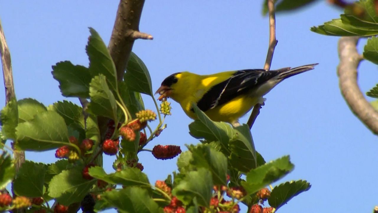 Exploring Ohio Spring bird migration