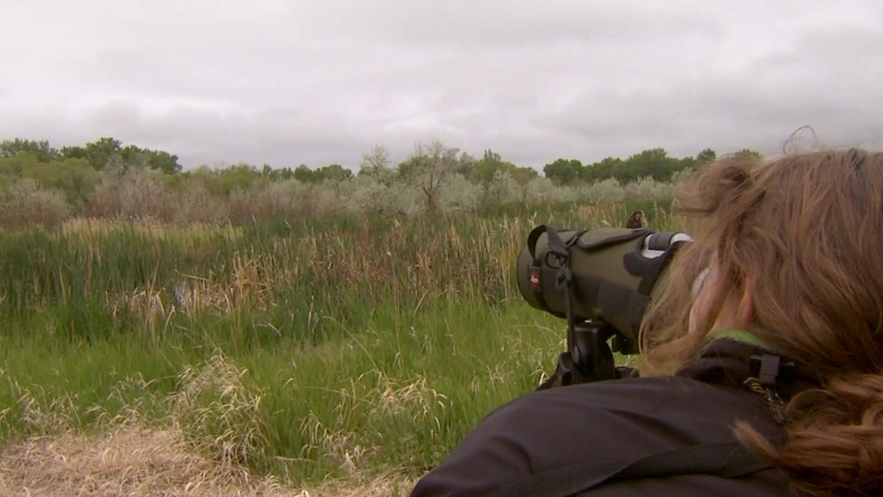 Exploring Ohio Spring bird migration