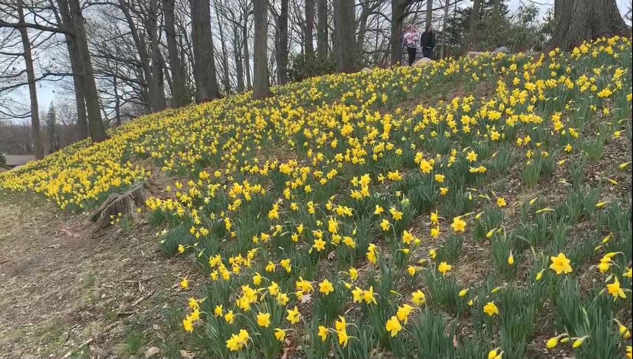 Exploring Ohio Daffodil Hill in bloom