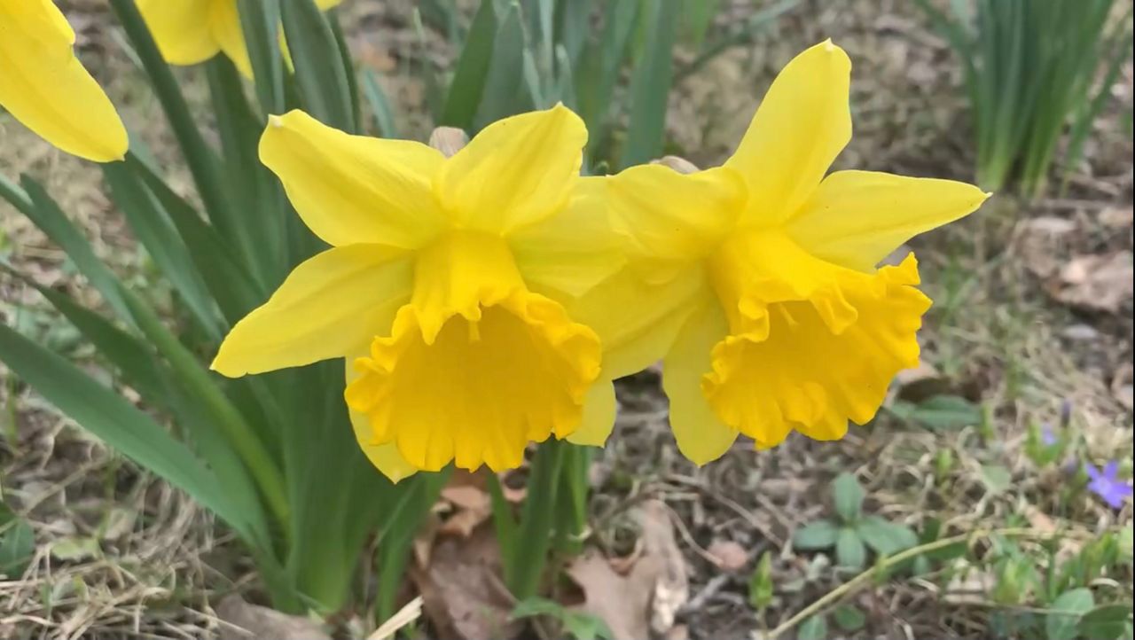 Exploring Ohio Daffodil Hill in bloom