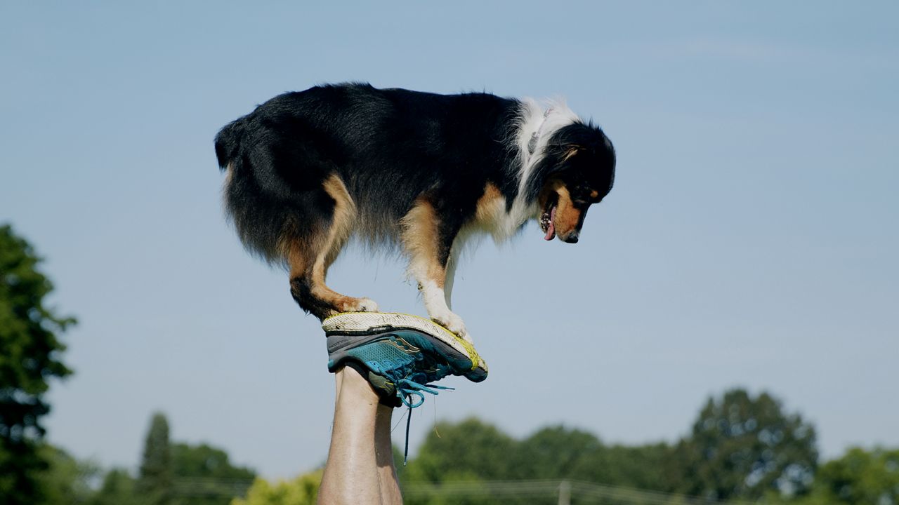 Performance Dogs Of Ohio - Frisbee Disc Stunt & Trick Show