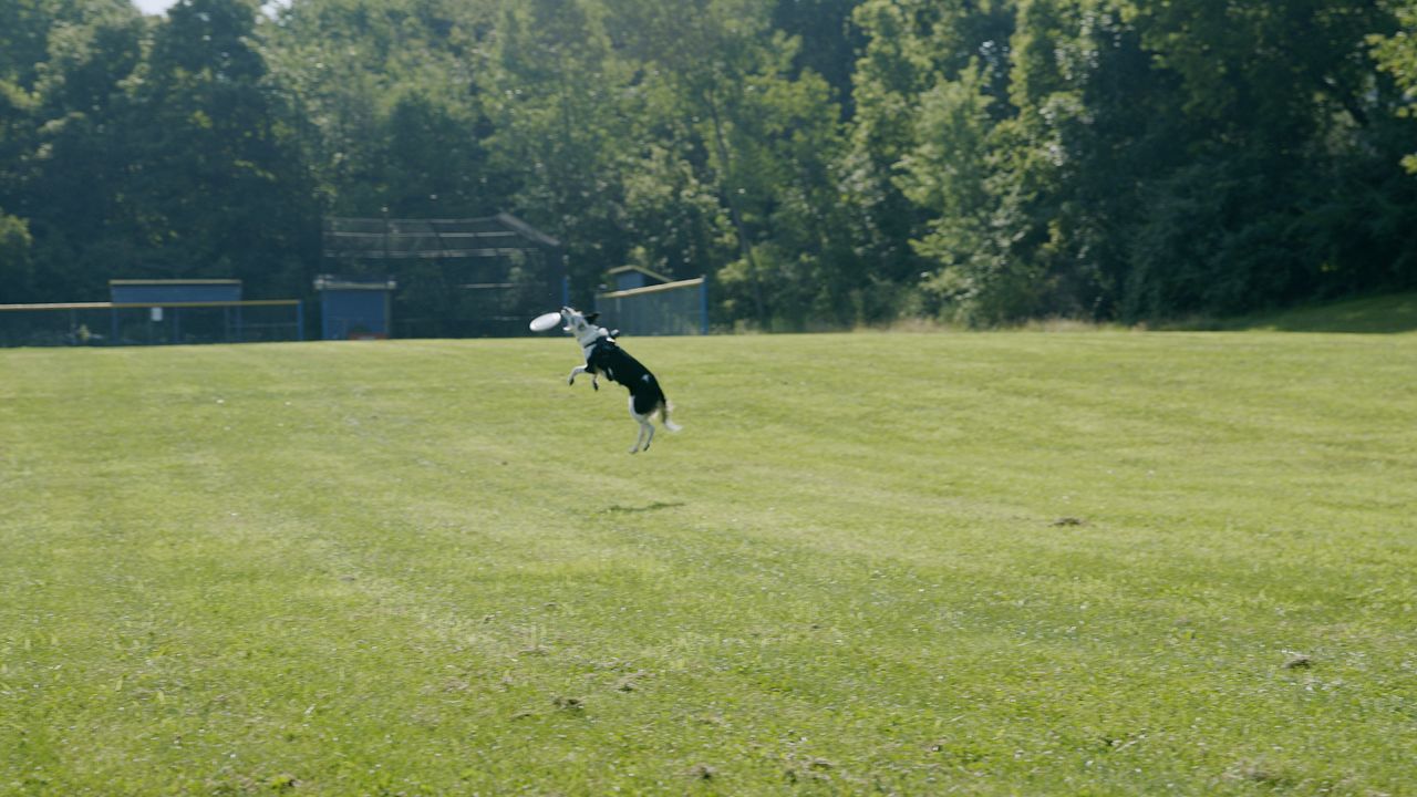 Exploring Ohio Performance Dogs of Ohio