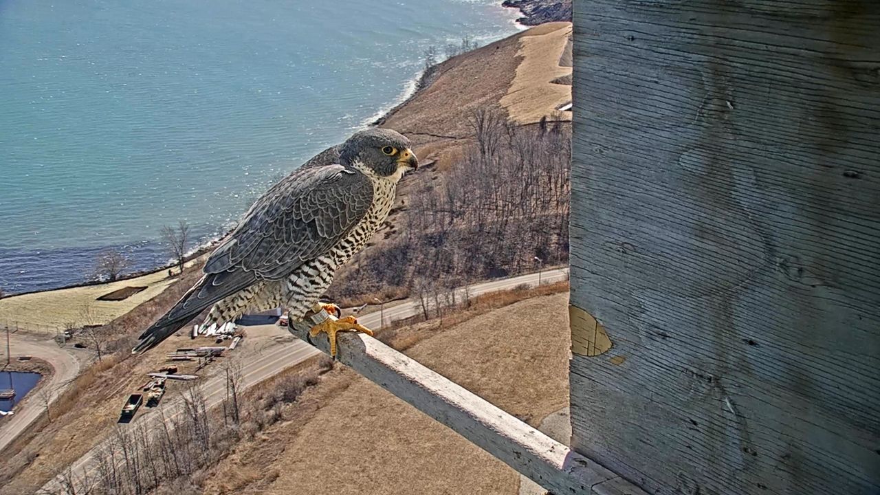 WE Energies gives an up-close look at nesting falcons