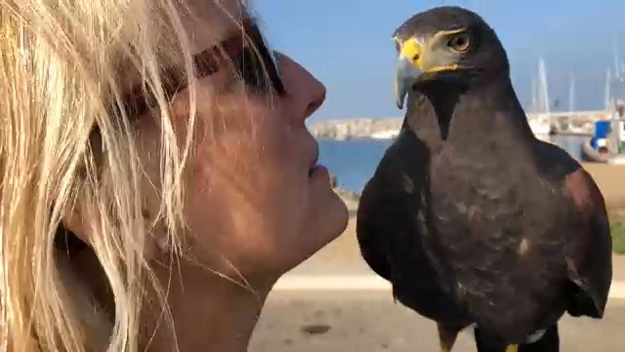 Layoff Leads to Falconer's HighFlying Second Career Path