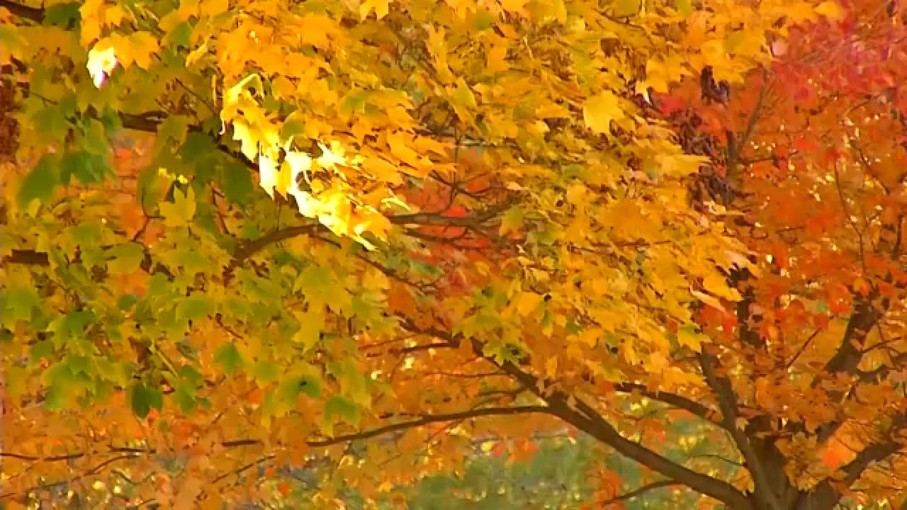 Spotlighting fall festivals across N.Y. state