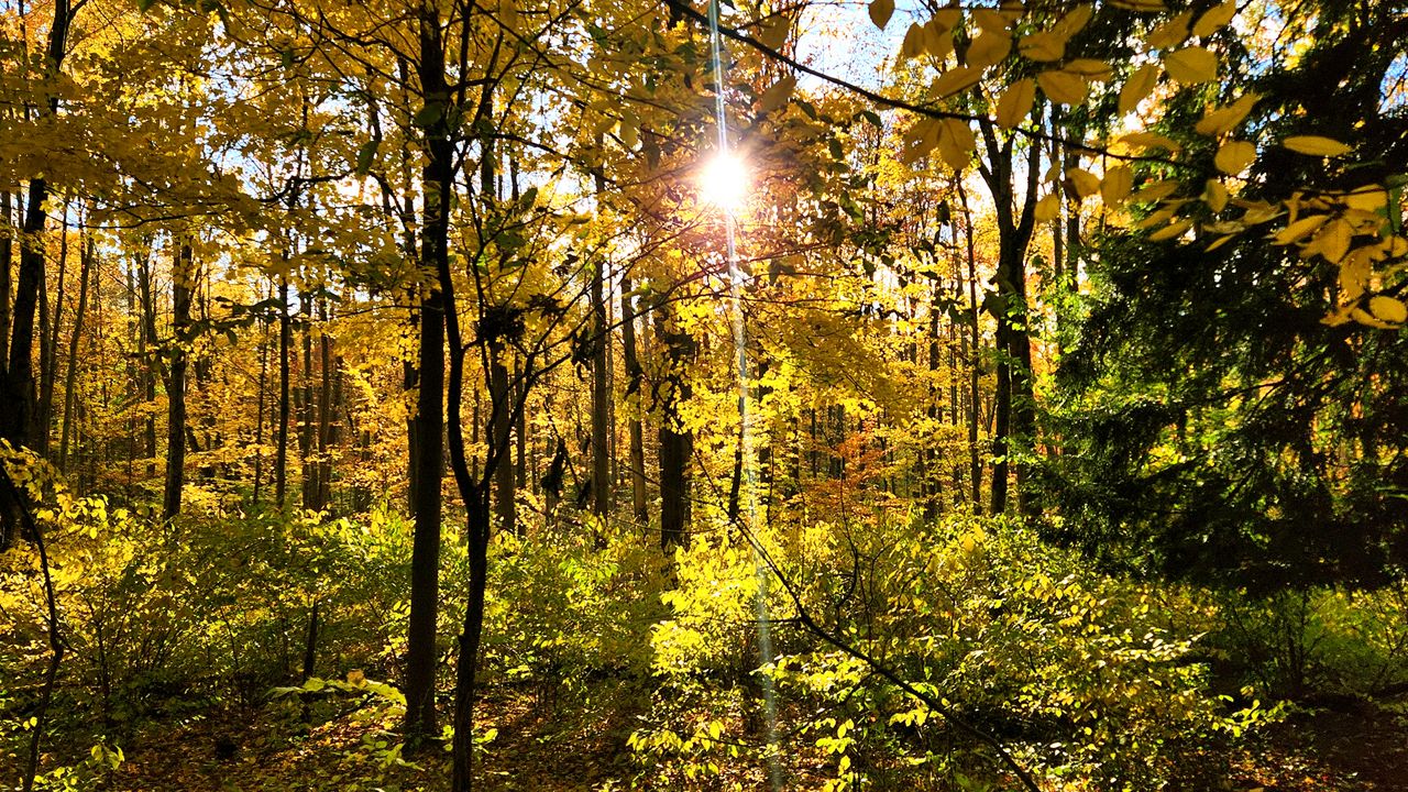 The sun peaks through the golden-colored trees. (Spectrum News 1/Lydia Taylor)