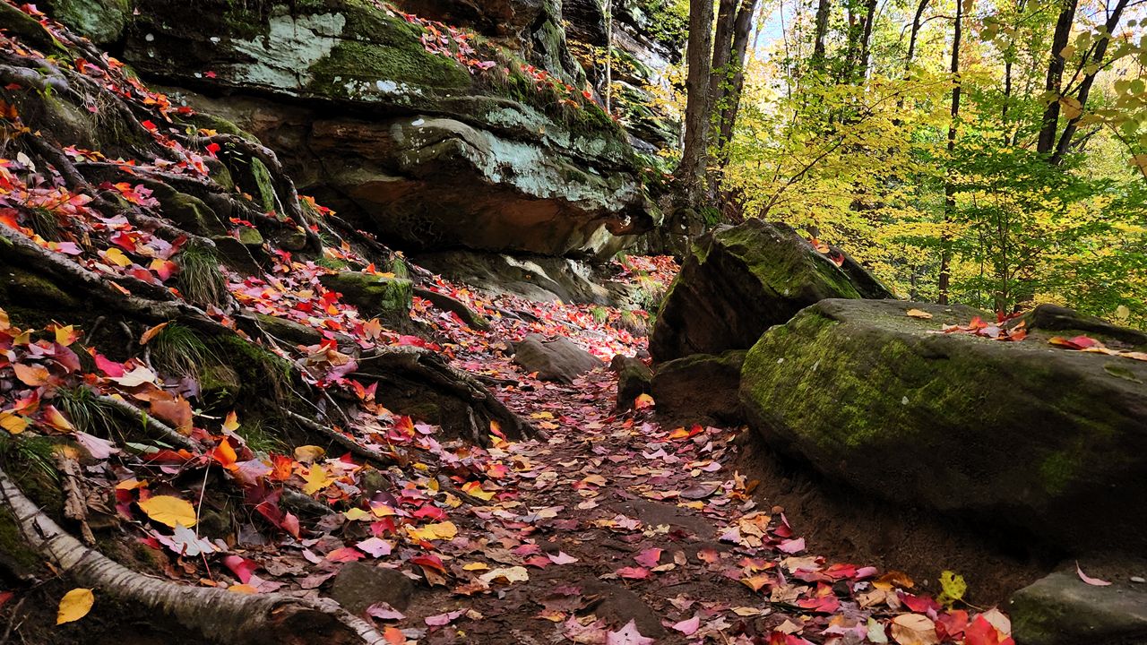 Leaves drape the trail at Cuyahoga Valley National Park. (Spectrum News 1/Lydia Taylor)