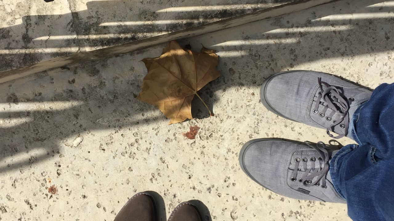 Leaf on the ground in Boerne, Texas.