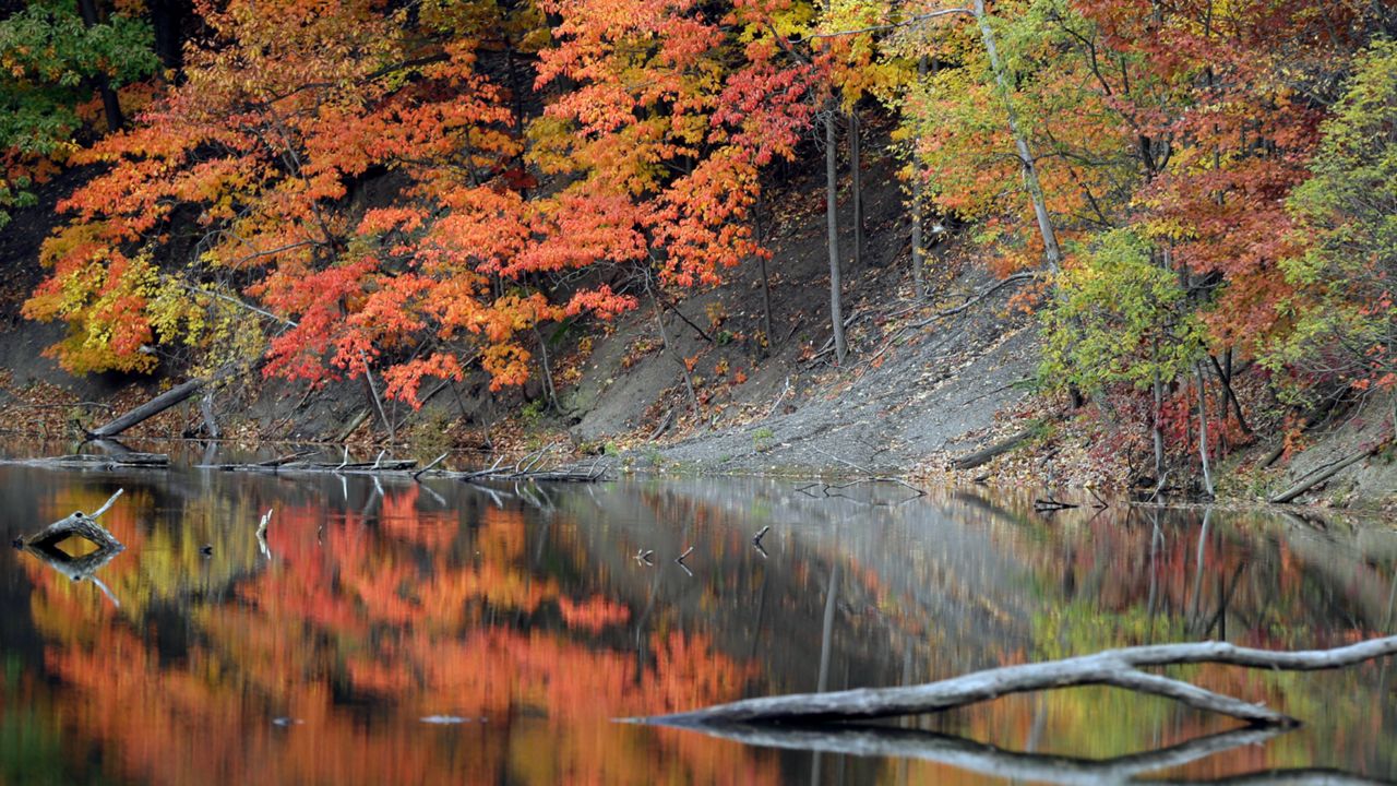 fall leaves