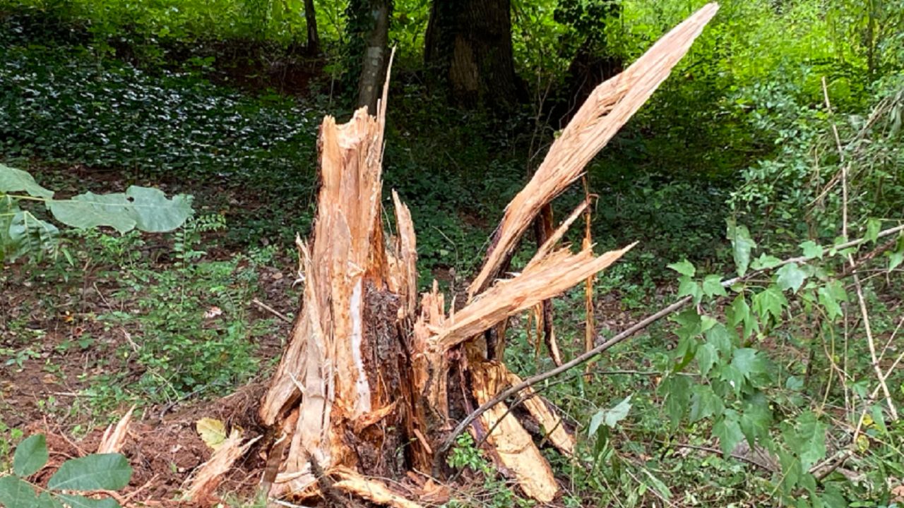Newspaper Carrier Hit by Falling Tree