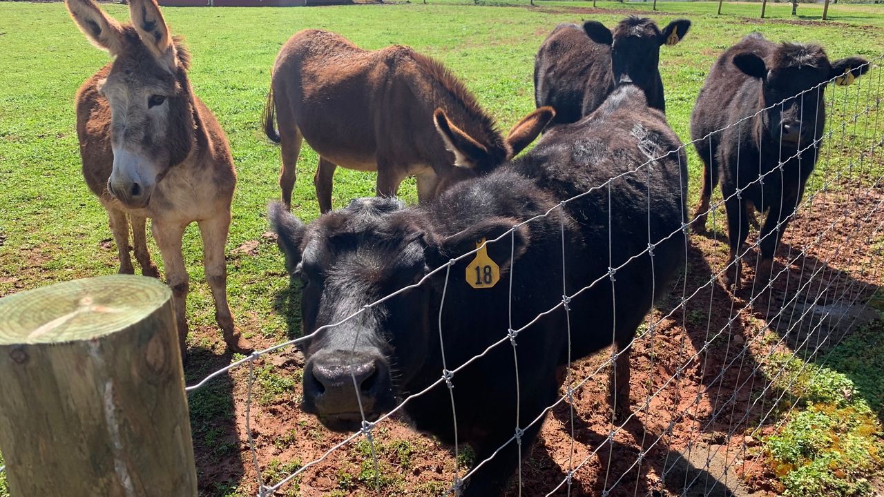 Petting zoo at Westward Farms