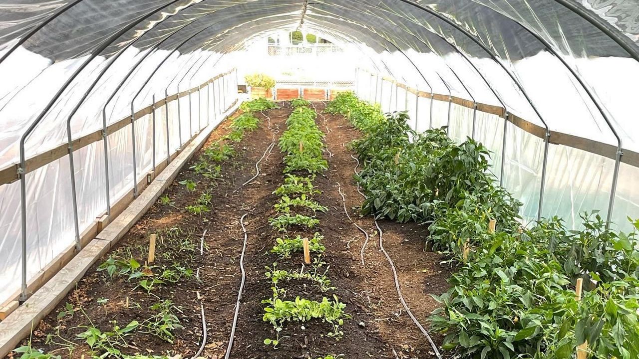 Restorative Farms has transformed an empty lot at the DART Hatcher Station into an urban farm providing fresh produce to the South Dallas community. (Photo Courtesy: Restorative Farms)