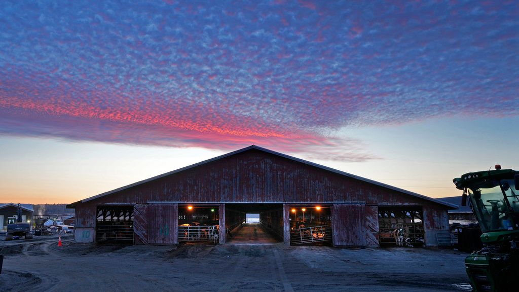 Dawn light colors the sky over a dairy cow barn at the Flood Brothers Farm, Monday, April 1, 2024, in Clinton, Maine. Foreign-born workers make up fully half the farm's staff of nearly 50, feeding the cows, tending crops and helping collect the milk — 18,000 gallons every day. (AP Photo/Robert F. Bukaty)