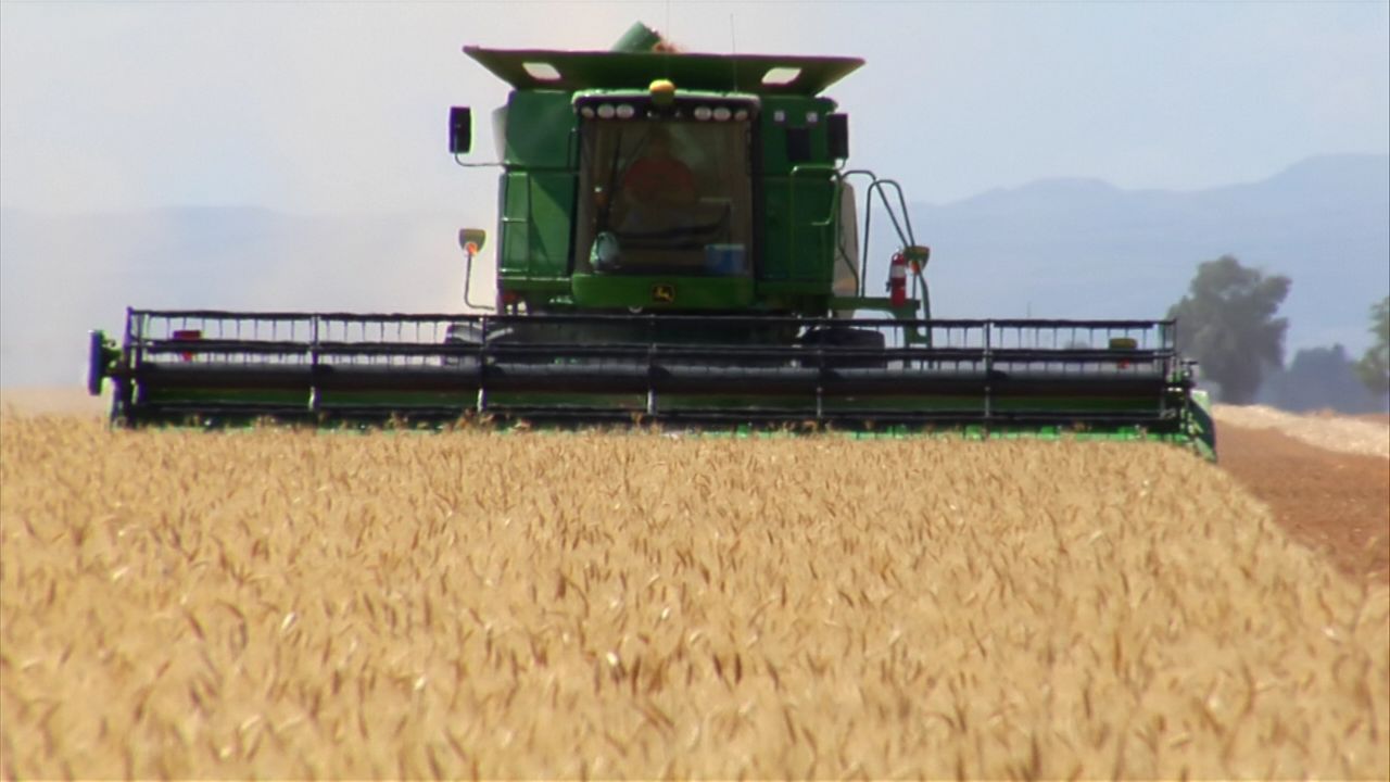 Combine harvests crop in field.