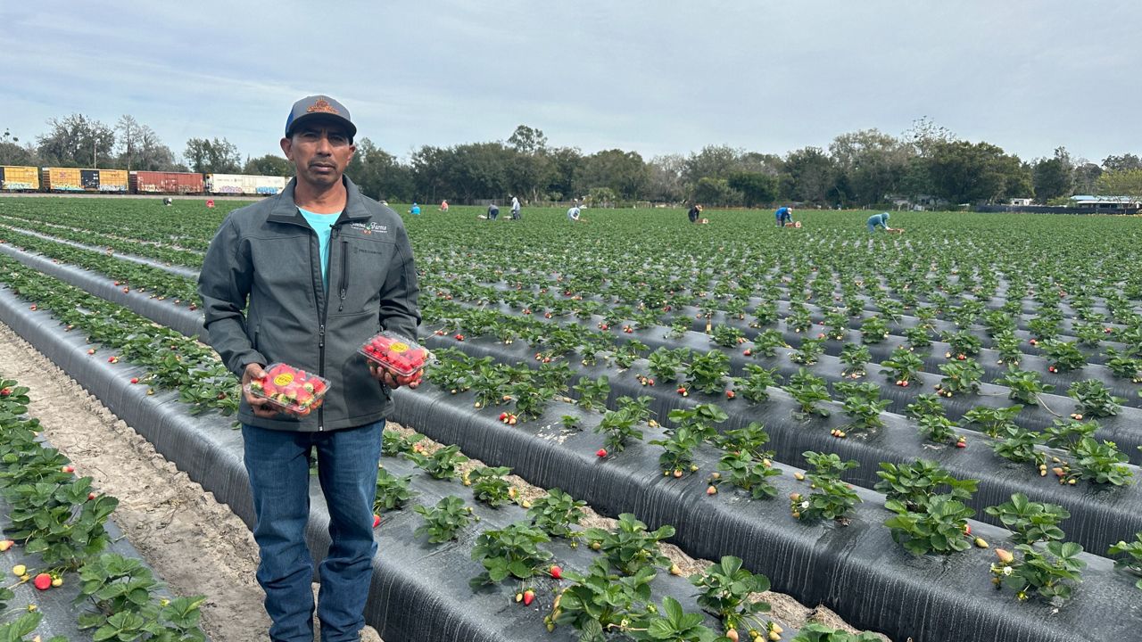 Farmer details impact of immigration hiring law