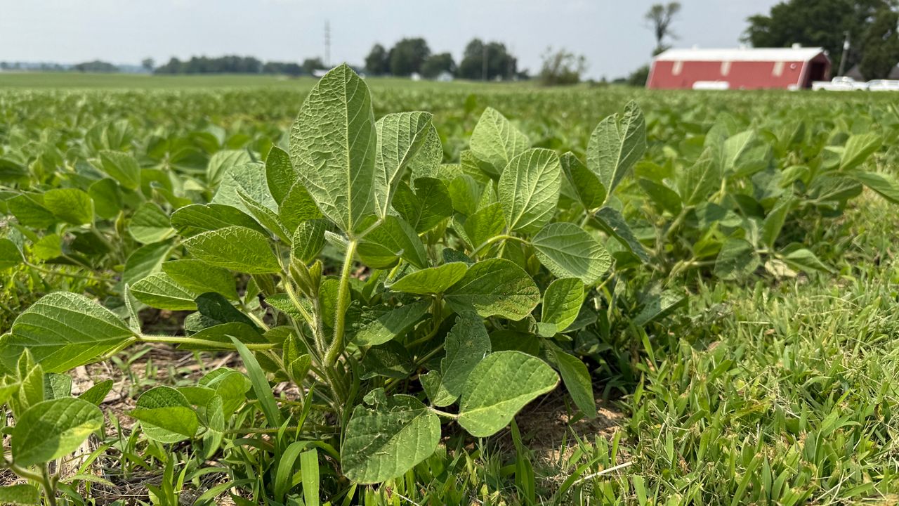 Concern about farmland conservation may be growing, but his soybeans are still growing, too