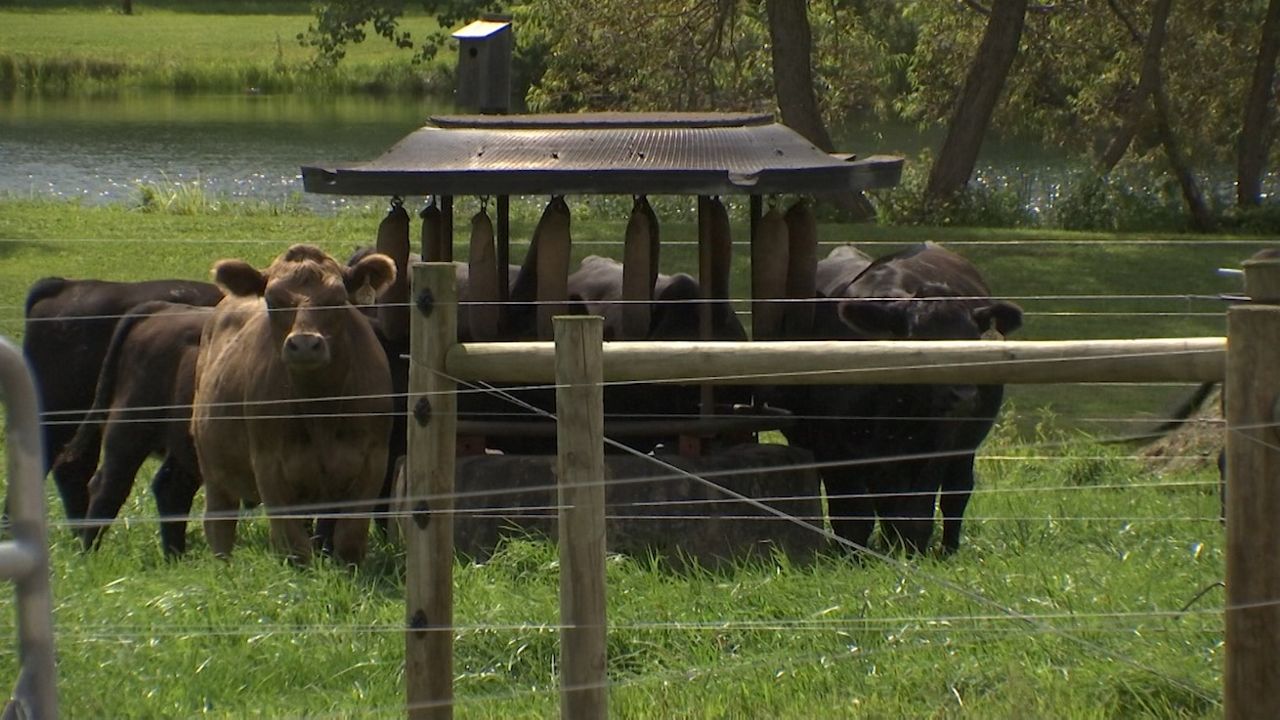 Cattle graze near a pond in Interlaken, NY