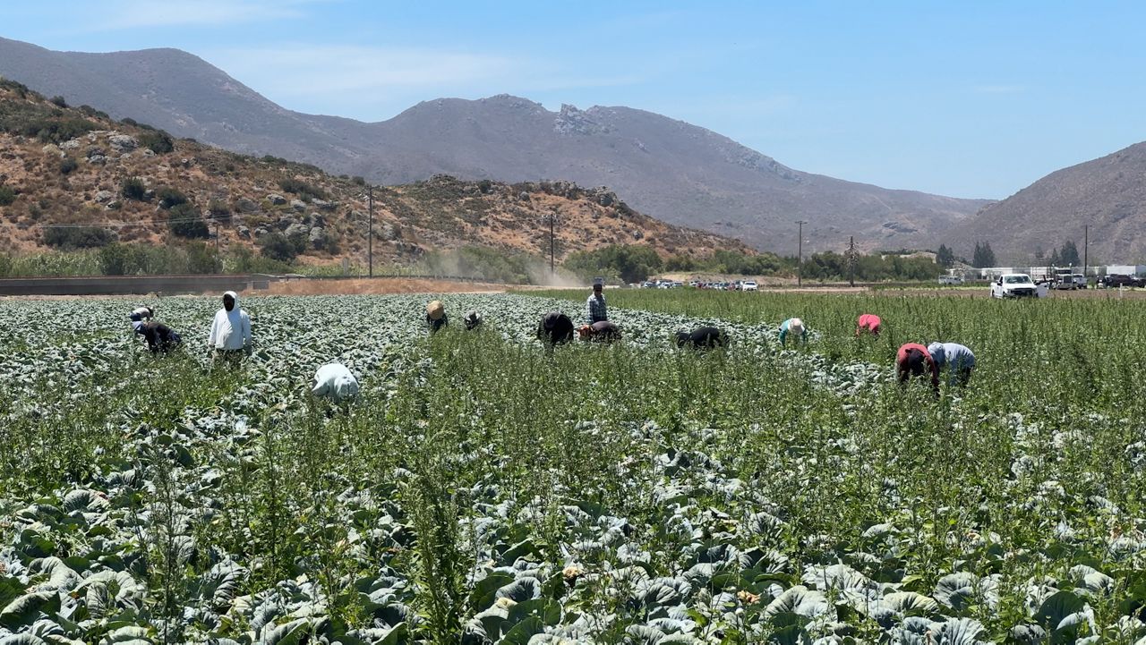 A cabbage farm in Camarillo. (Spectrum News/Anna Albaryan)