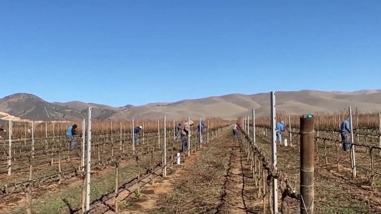 First-of-its-kind survey of farmworkers in the U.S. illegally shows immigration enforcement's impact