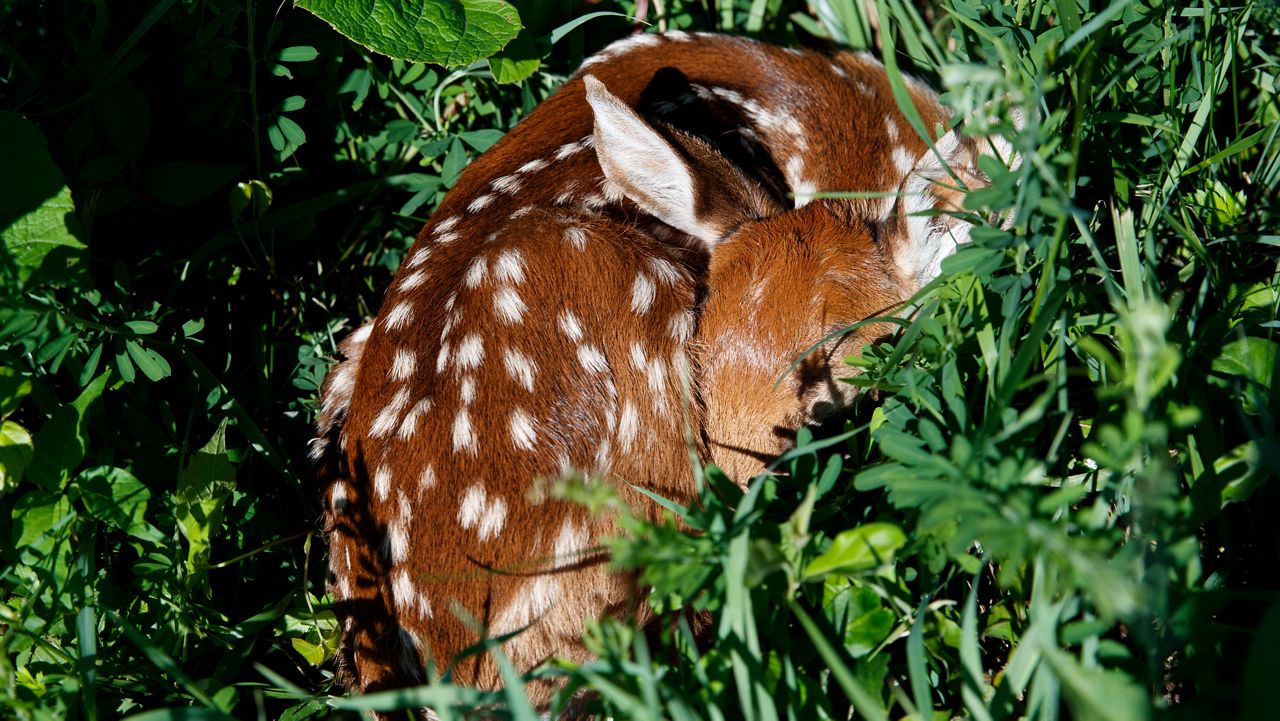 fawn