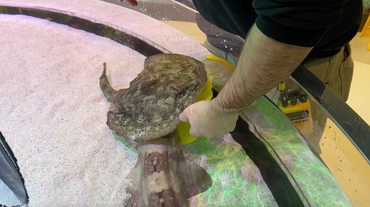 Dan Weinberg feeds a ray at Aquarium of Niagara 