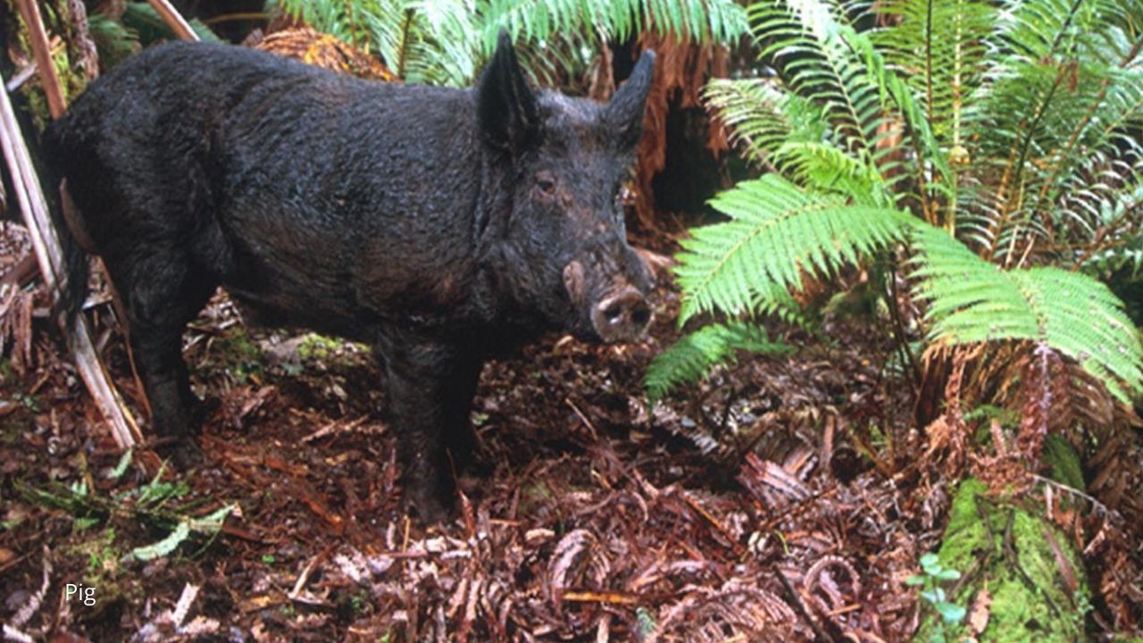 A feral pig special hunt is underway at two Hawaii Island locations. (Department of Land and Natural Resources Division of Forestry and Wildlife)