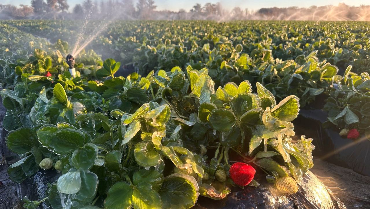 Ferris Groves, also in Citrus County, used frost protection irrigation to protect its strawberry plans from the cold. (Photo courtesy of Ferris Groves/Beth Waller)