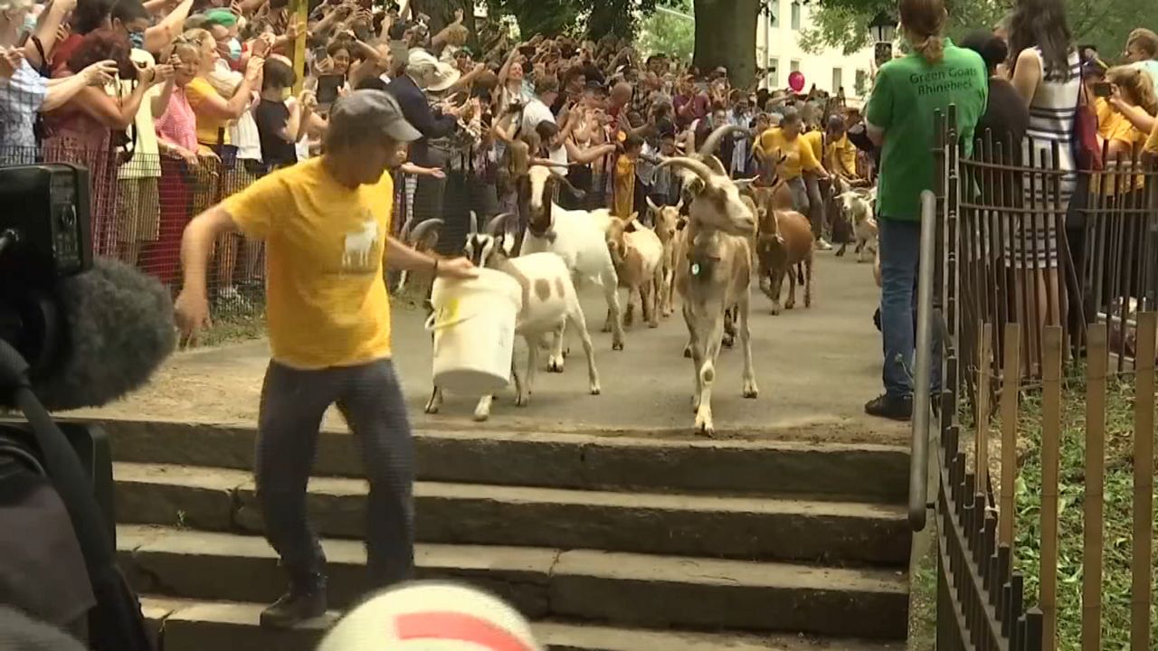 Goats return to Riverside Park