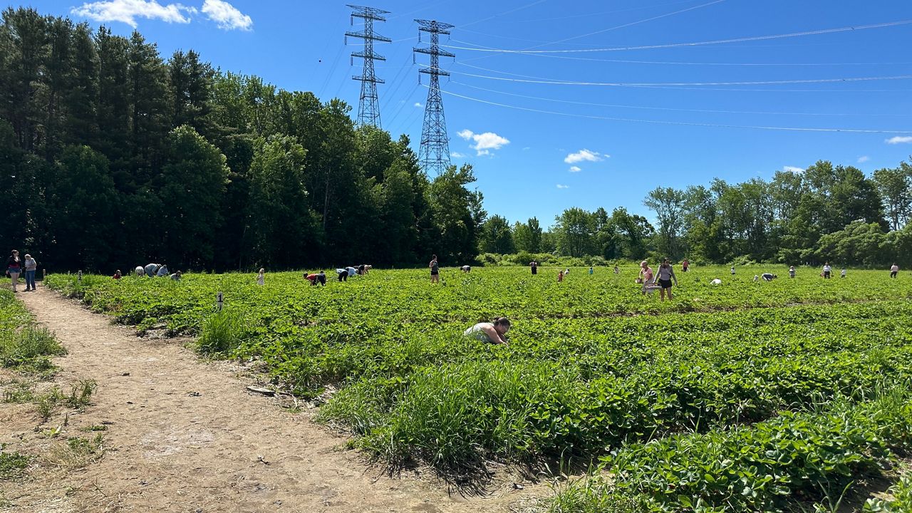 Strawberry season opens in Maine