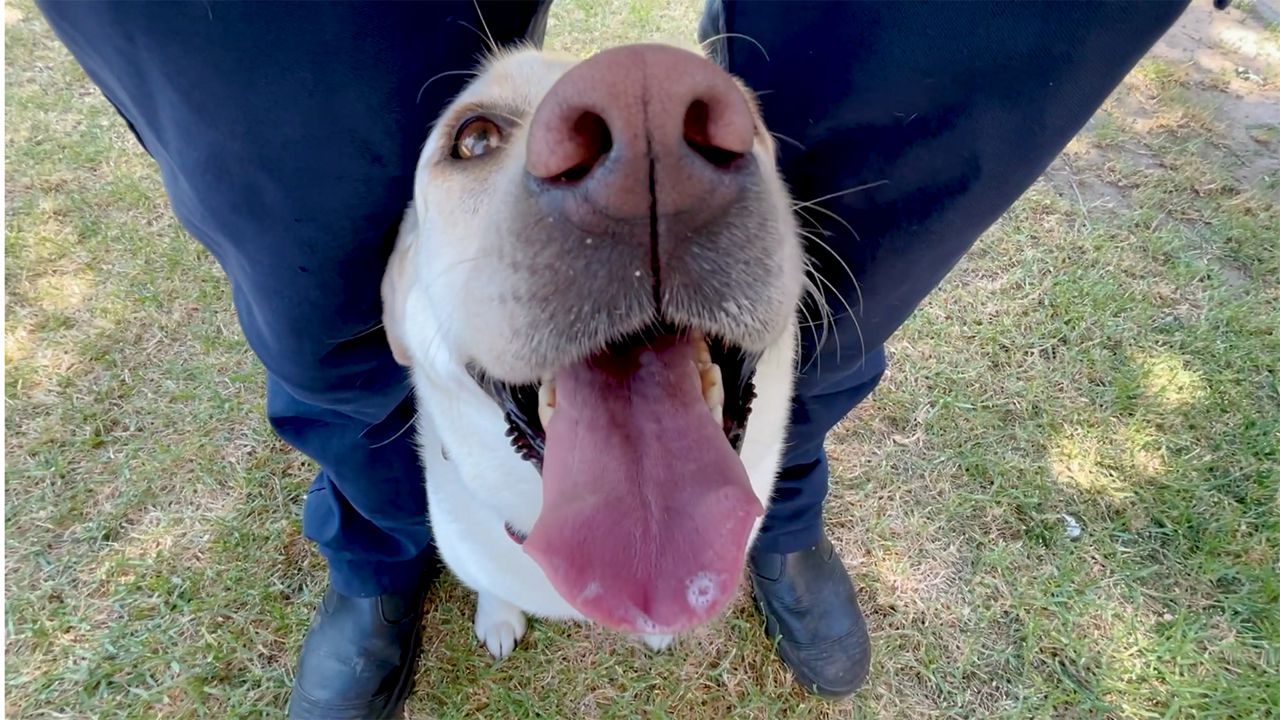 Why firefighting dogs are making a comeback