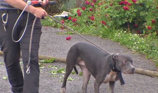 Cat And Dog Rescued From House Fire On Glasser Street