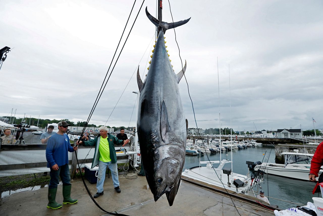FILE - A 422 lb. Atlantic bluefin tuna is hoisted from a boat at the South Portland, Maine. Loss of habitat from warming waters could largely remove some of the most important predators from the ocean. (AP Photo/Robert F. Bukaty, File)
