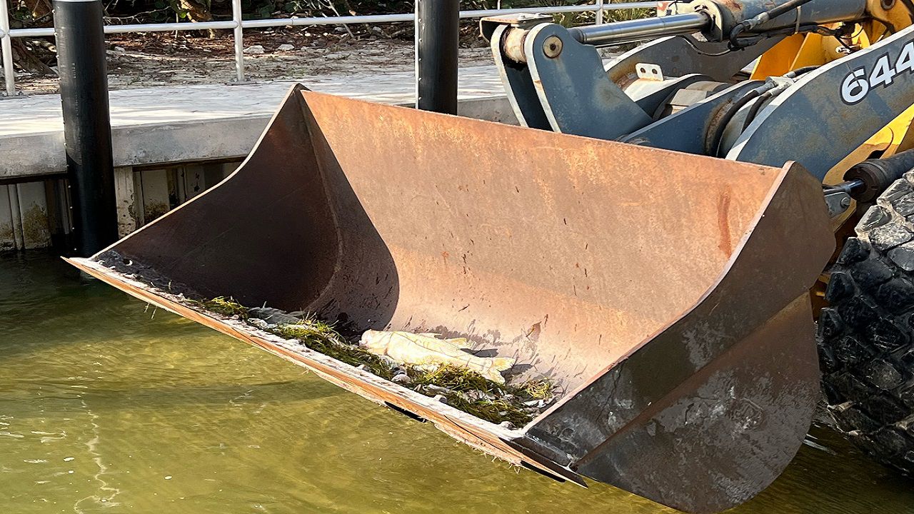 Manatee cleans up more than 7,000 pounds of fish kill