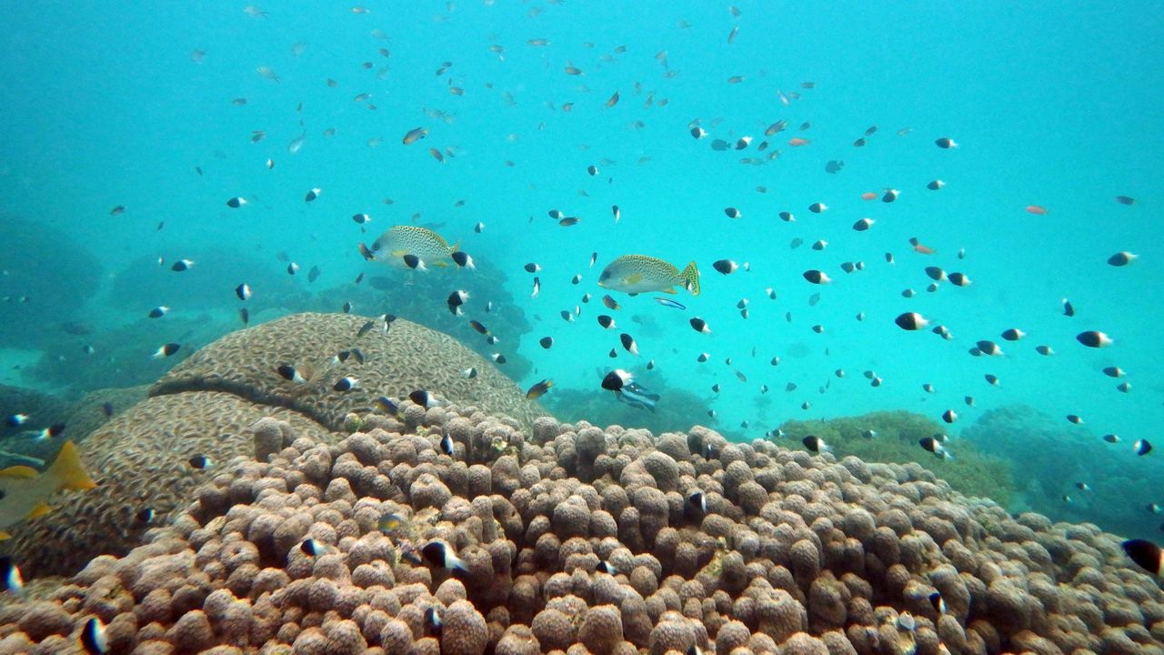 Fish swim near some bleached coral at Kisite Mpunguti Marine park in Kenya on June 11, 2022.