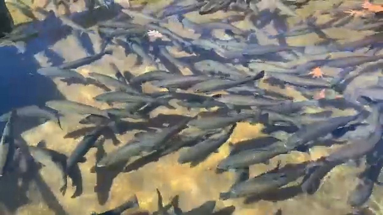 The Trout Derby Return to Powder Mills Park April 1