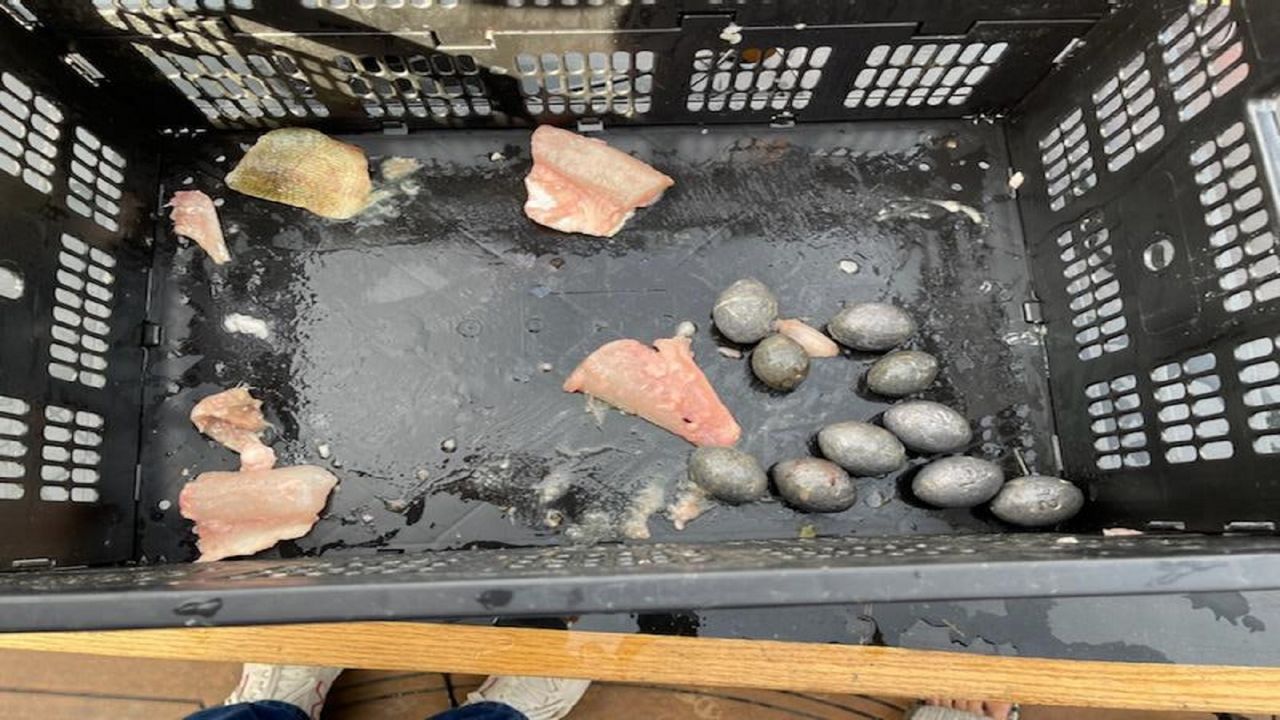 Fishing weights and fish filets sit in a basket after being removed from the bodies of walleye in a tournament on Lake Erie, Ohio. (Photo courtesy of Big Water Walleye Championships, LLC.)