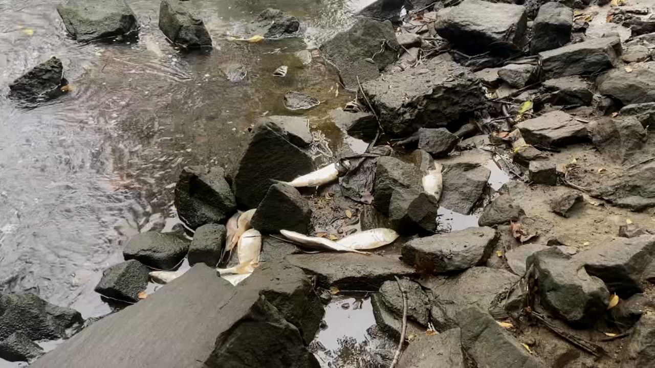 Local Nonprofit Finds Evidence of Pathogens in Bronx River - NY City Lens