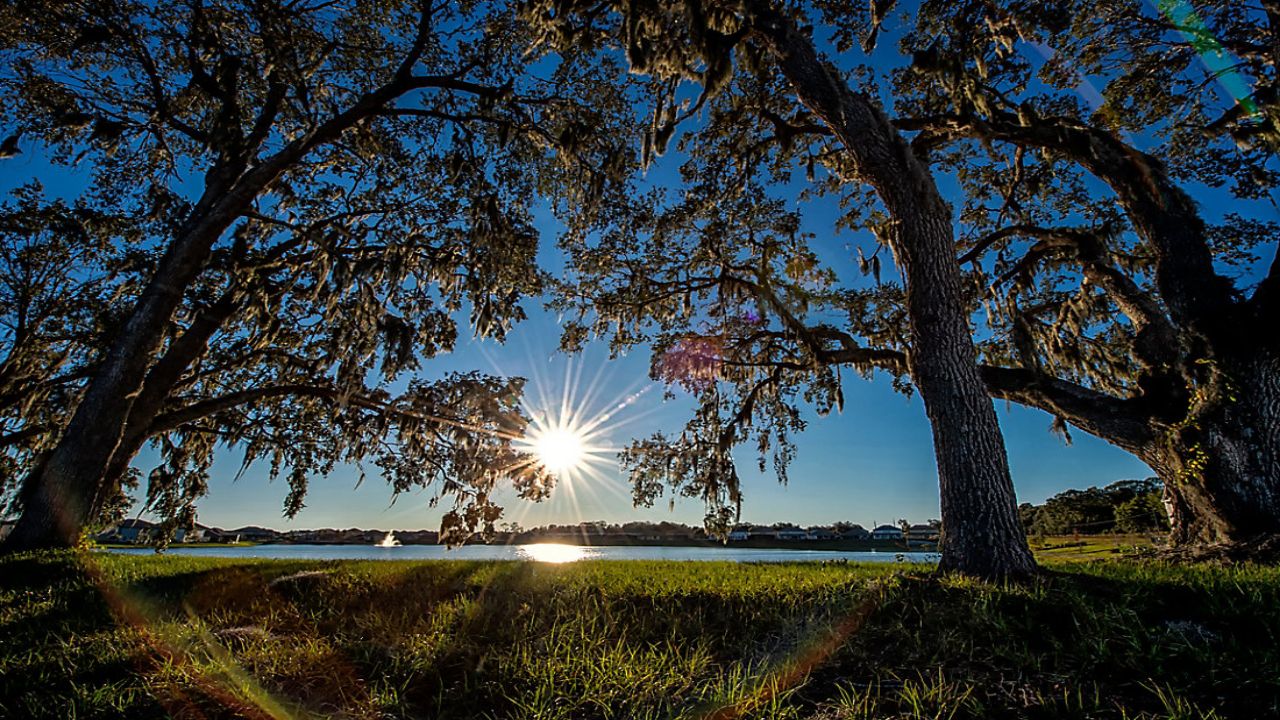 Picture of Florida sunshine