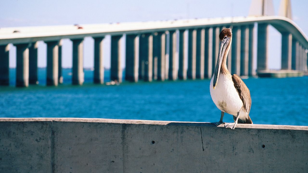 Winter in Tampa Bay