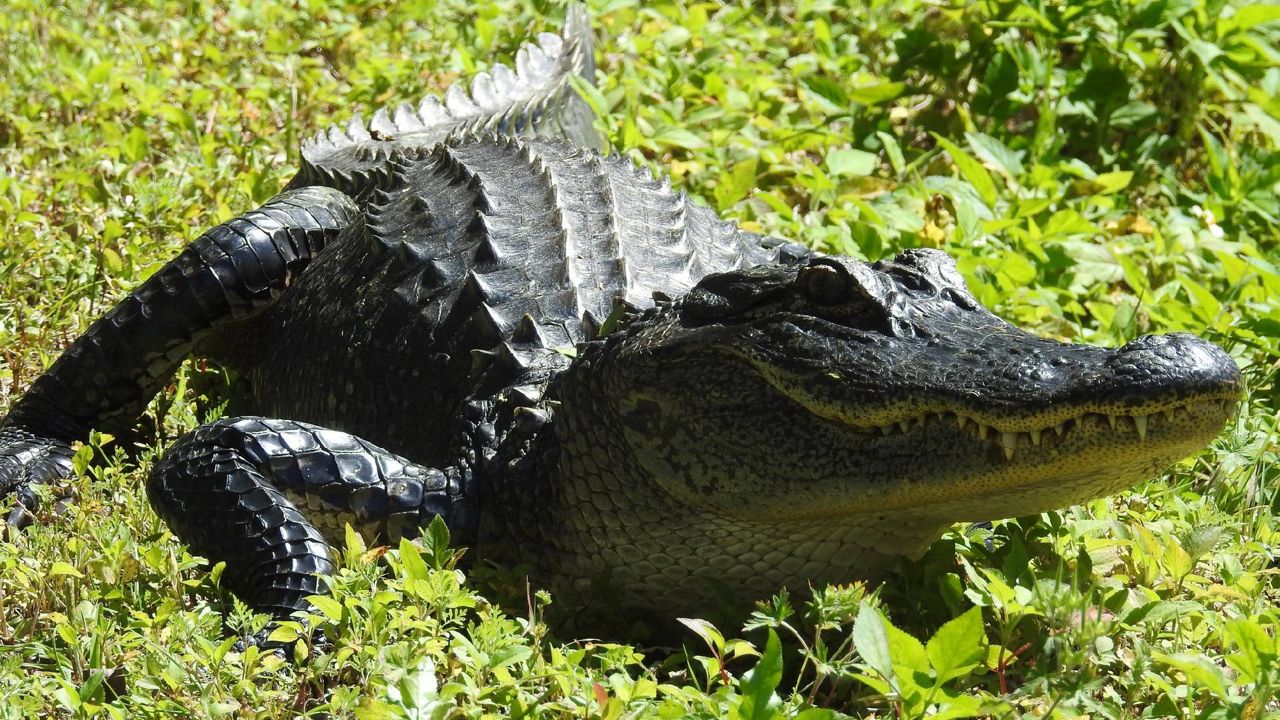 alligator