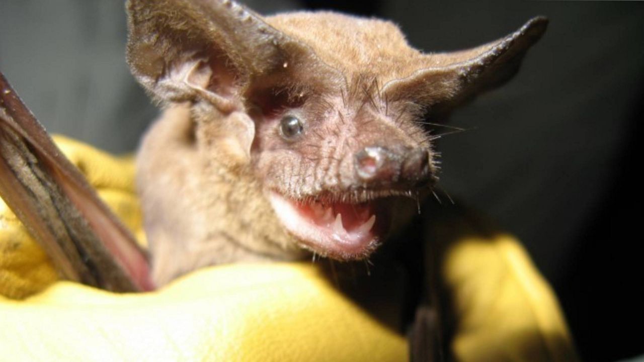 Check your home for bats, as their maternity season starts in April