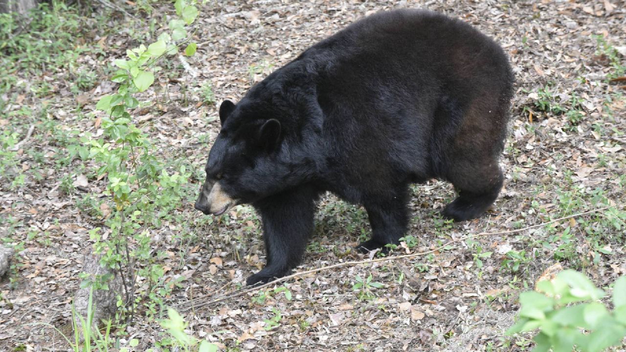 Black bear roaming 