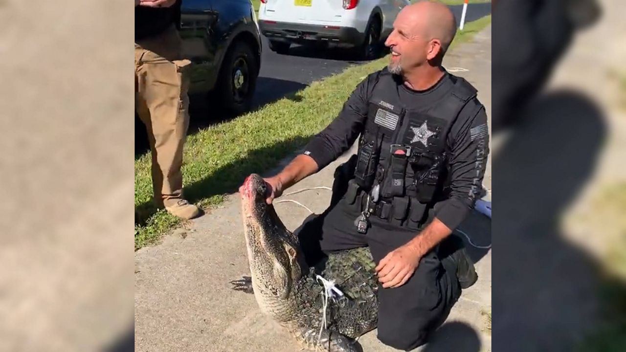 School resource officer and K9 handler Jennings, a former gator trapper, wrangled an alligator that made an appearance during drop-off at Lexington Middle School. (Photo courtesy of Lee County Sheriff's Office)